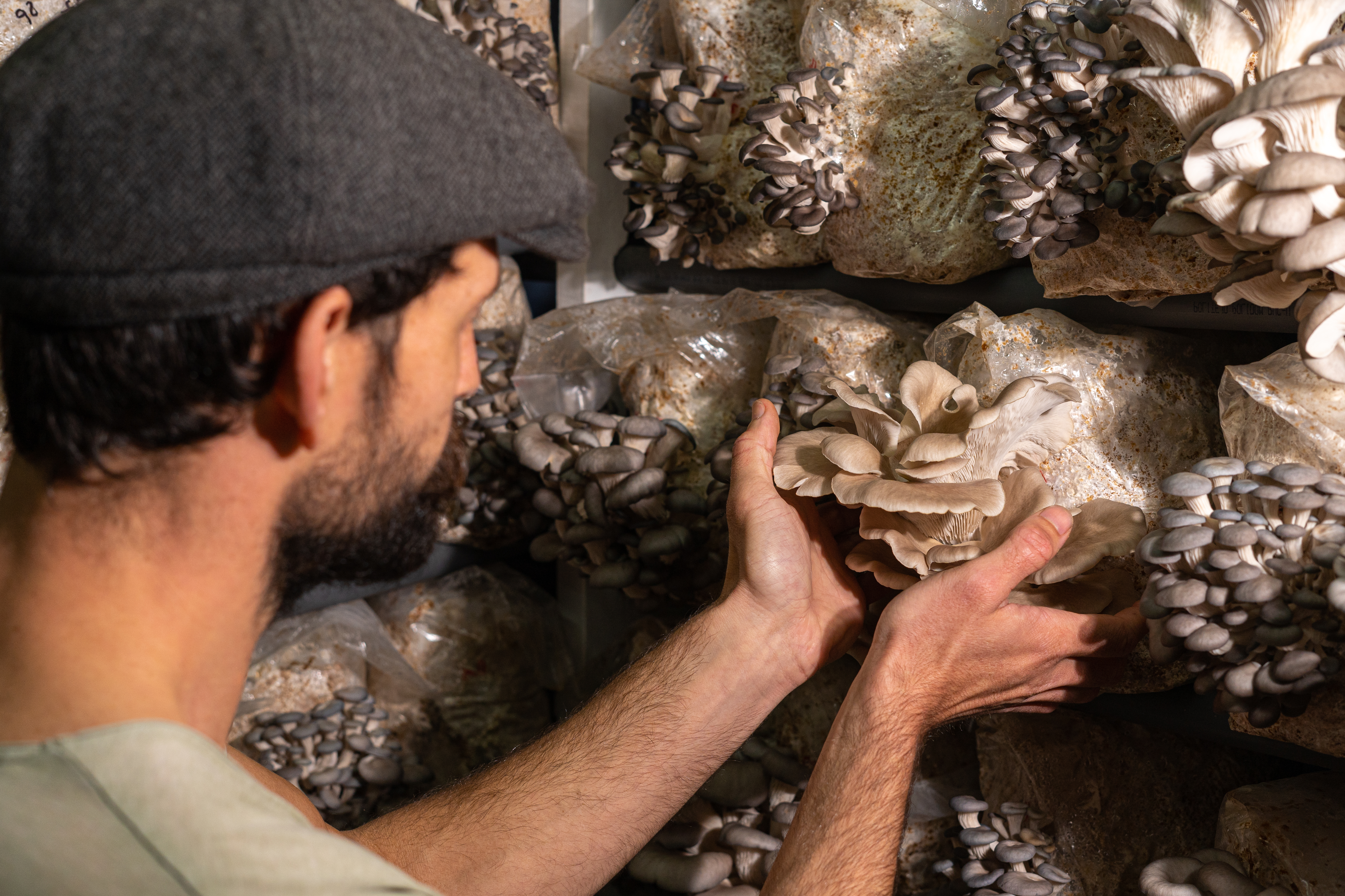 Rear view of the farmer harvesting oyster mushrooms at the mushroom greenhouse. Organic plantation cultivation farm business.